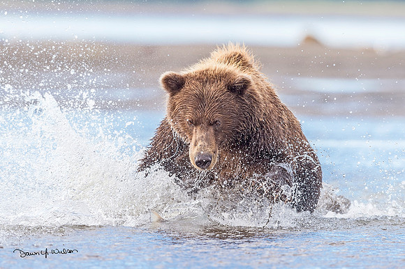 Brown_bear_LCNP_2019_68