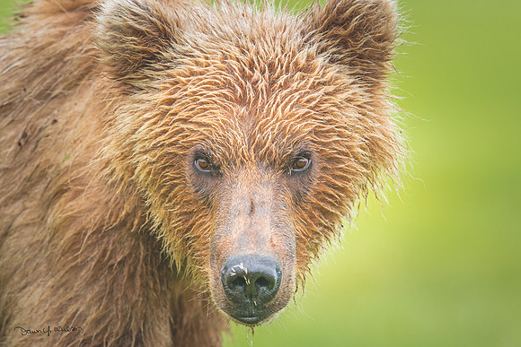 Brown_bear_HB_2013_50
