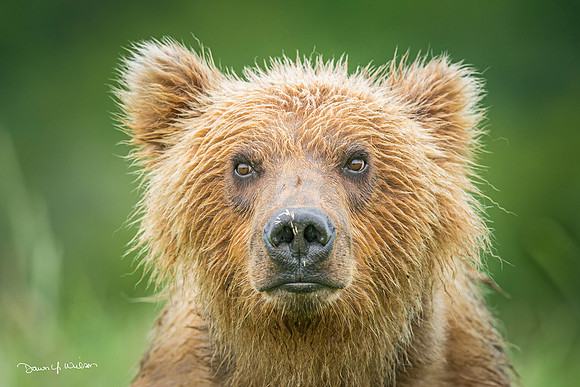 Brown_bear_Katmai_2013_20