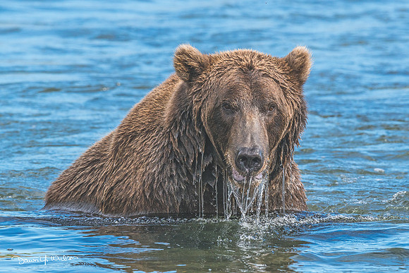 Brown_bear_HB_2013_78