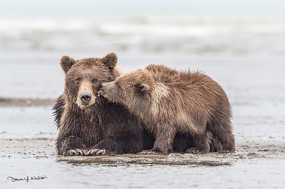 Brown_bear_LCNP_2017_16