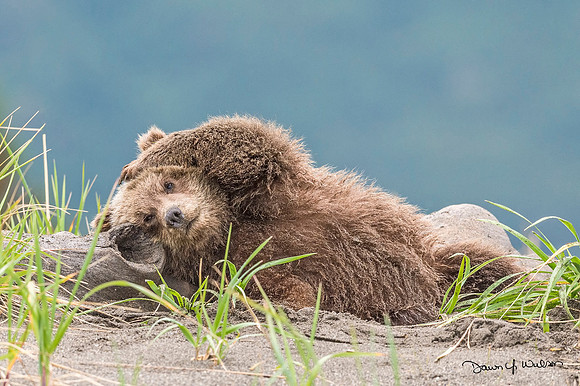 Brown_bear_LCNP_2017_22