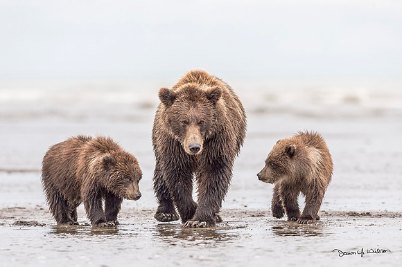 Brown_bear_LCNP_2017_15