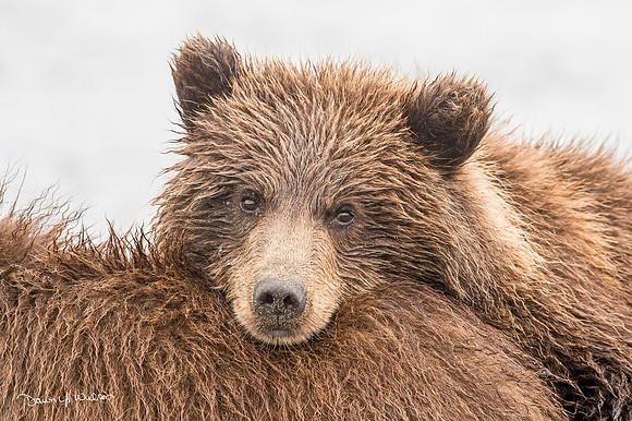Brown_bear_LCNP_2017_24