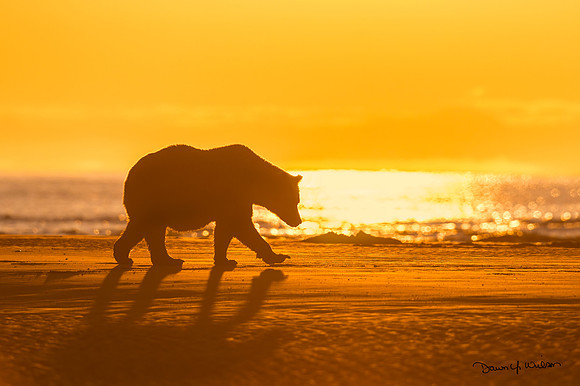 Brown_bear_LCNP_2018_3