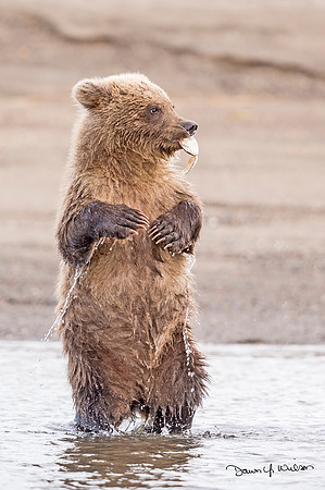Brown_bear_LCNP_2019_12