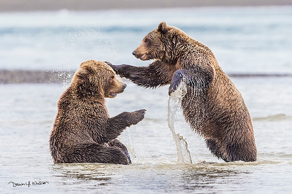 Brown_bear_LCNP_2019_50