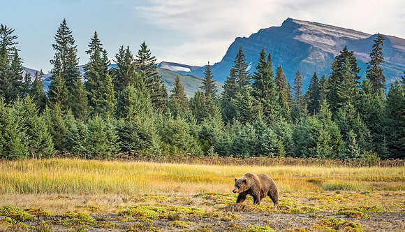 Brown_bear_LCNP_2019_65