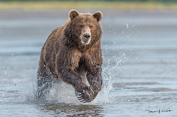 Brown_bear_LCNP_2019_69