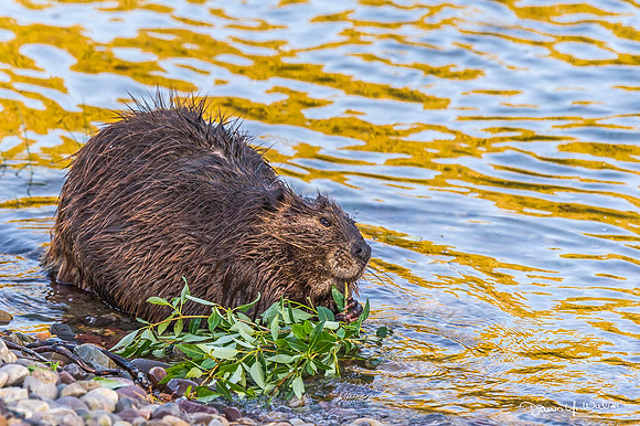Beaver_GTNP_2012_4