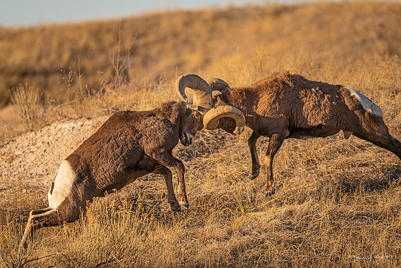 Bighorn_sheep_ram_Badlands_2020_2