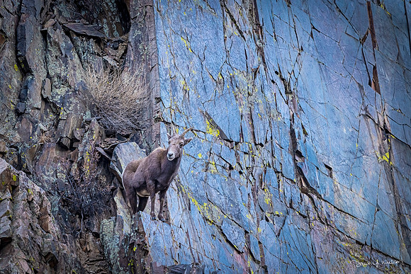 Bighorn_sheep_BTC_2020_14