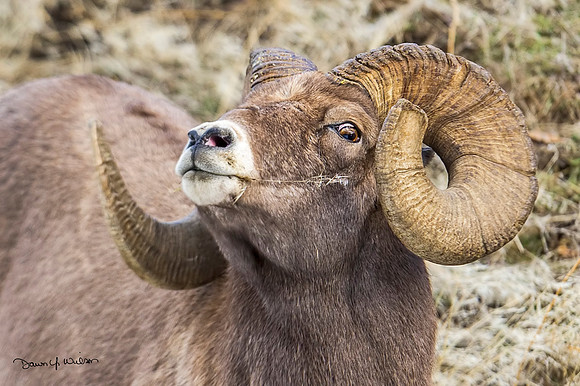 Bighorn_sheep_Shoshone_2014_12
