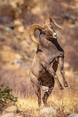Bighorn_sheep_GT_2020_2