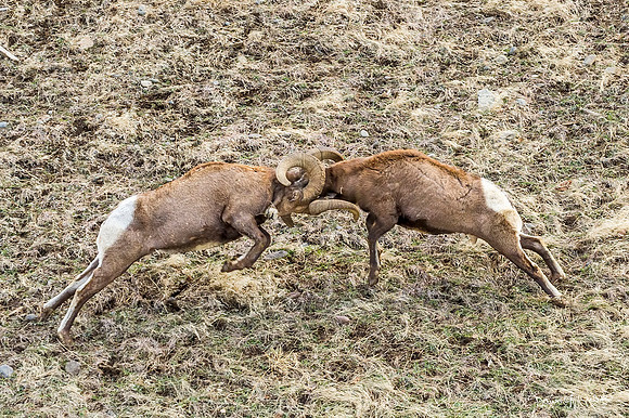 Bighorn_sheep_Shoshone_2014_24