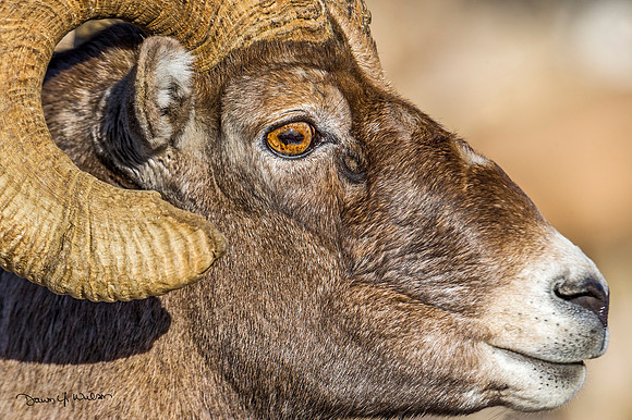 Bighorn_sheep_Shoshone_2014_29