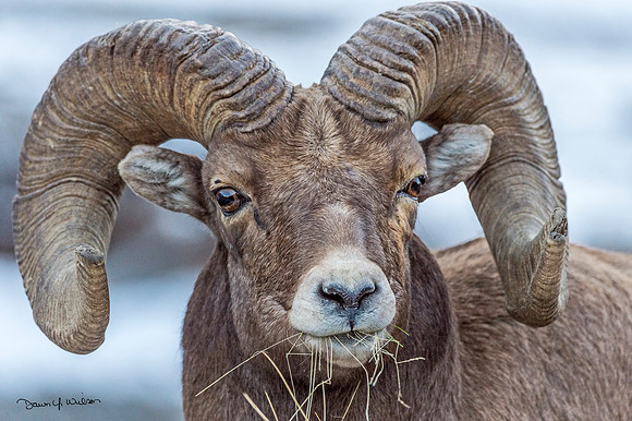 Bighorn_sheep_Shoshone_2014_34