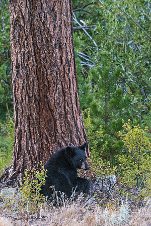 Black_bear_RMNP_2020_1
