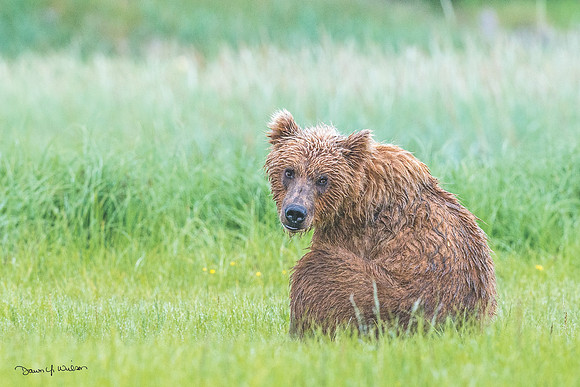 Brown_bear_HB_2013_46