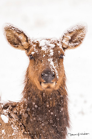 Elk_EP_2020_30
