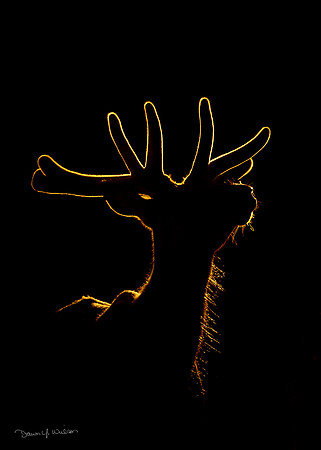 Elk_EP_2020_101
