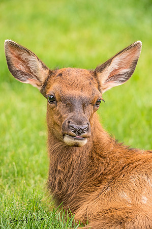 Elk_EP_2020_102