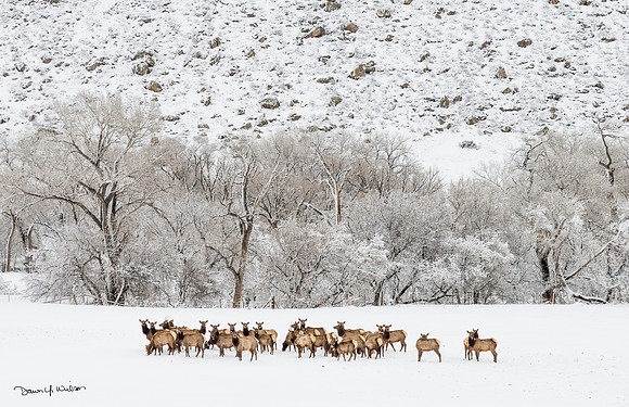 Elk_Loveland_2016_1
