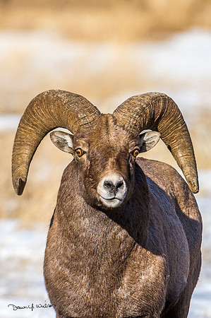 Bighorn_sheep_Shoshone_2014_28