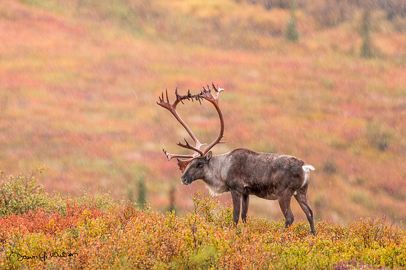 Caribou_Denali_2017_1