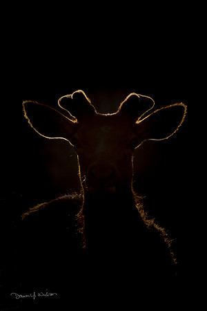 Elk_EP_2020_98