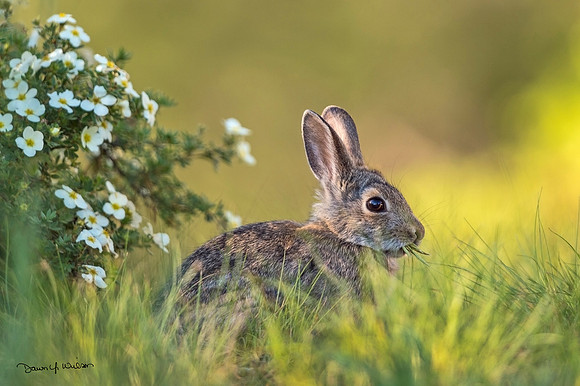 Cottontail_EP_2020_1
