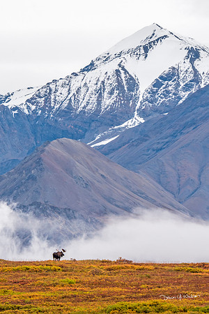 Moose_Denali_2017_1