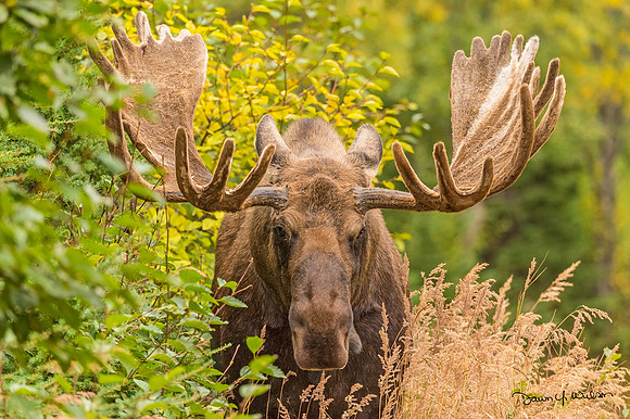 Moose_Anchorage_2019_1
