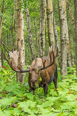 Moose_KincaidPark_2018_5