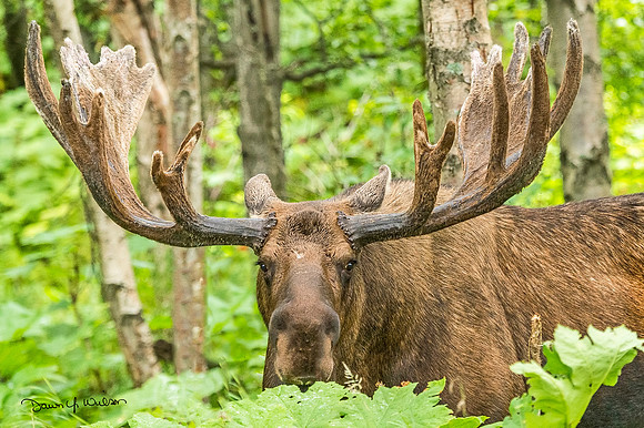 Moose_KincaidPark_2018_6