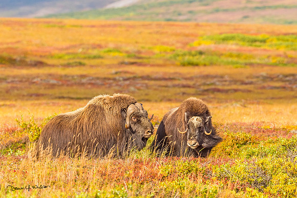 Muskox_Nome_2018_2