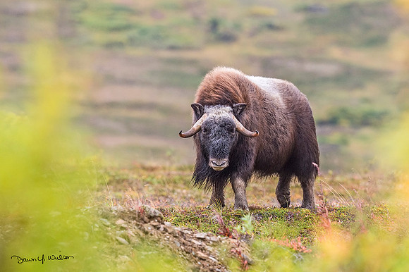 Muskox_Nome_2018_5