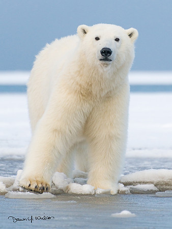 Polar_bear_6