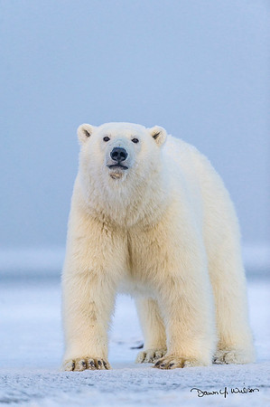Polar_bear_ANWR_2013_33