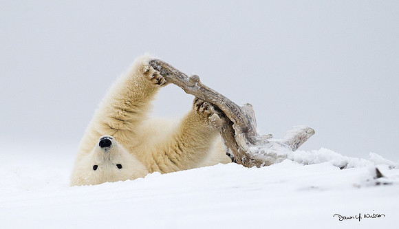 Polar_bear_24