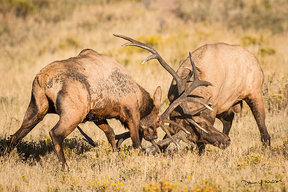 Elk_RMNP_2016_6