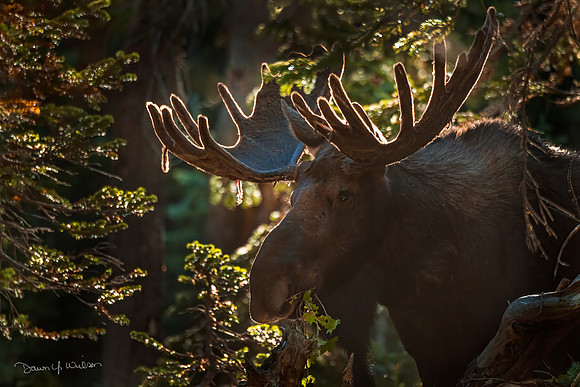 Moose_Brainard_2020_2