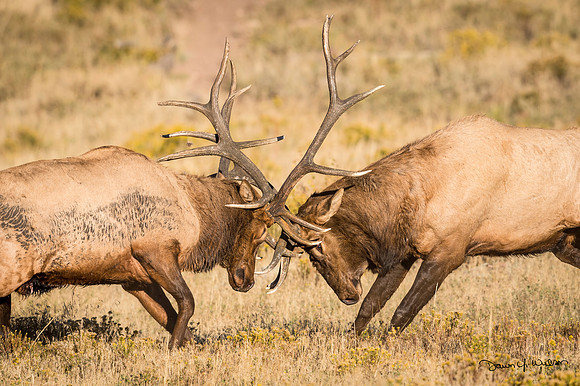 Elk_RMNP_2016_7