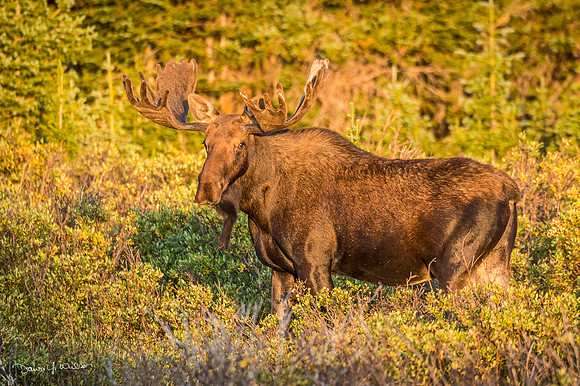 Moose_Brainard_2020_1