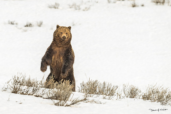 Grizzly_bear_YNP_2013_3