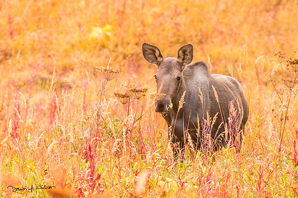 Moose_GlenAlps_2019_2
