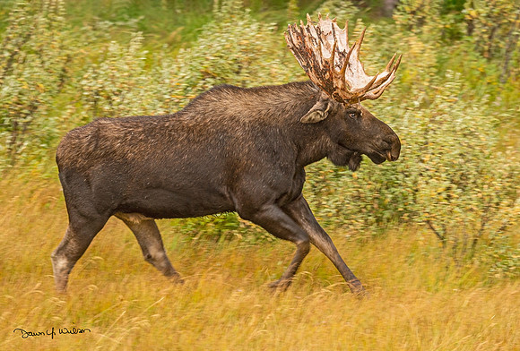 Moose_GTNP_2020_3