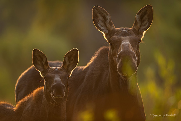 Moose_GTNP_2020_4