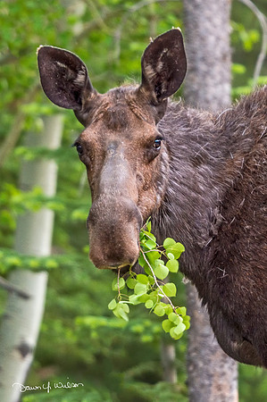 Moose_Poudre_Canyon_2020_1