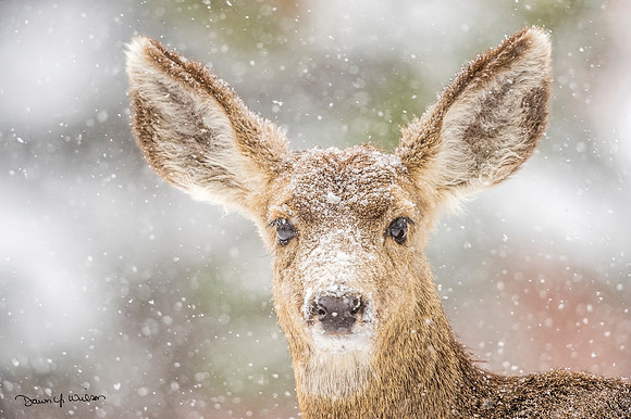 Mule_deer_EP_2020_2
